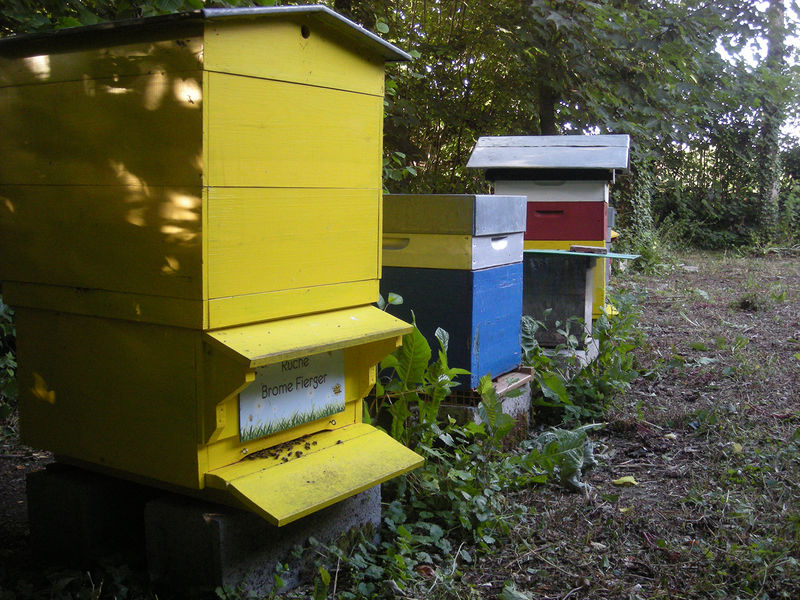 La ruche Brome Fierger